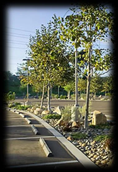 Parking lot landscaping