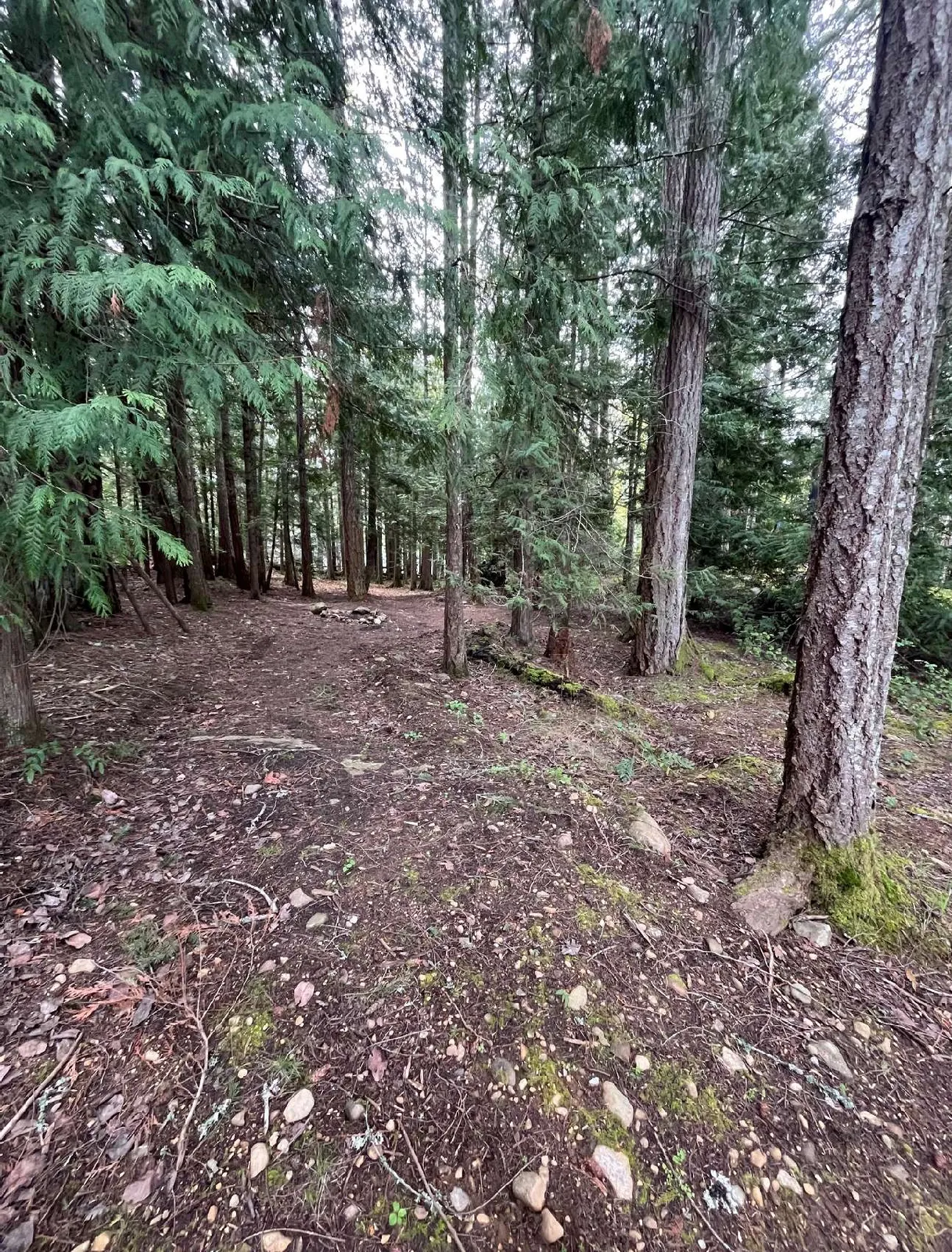 Photo showing trees north of the house