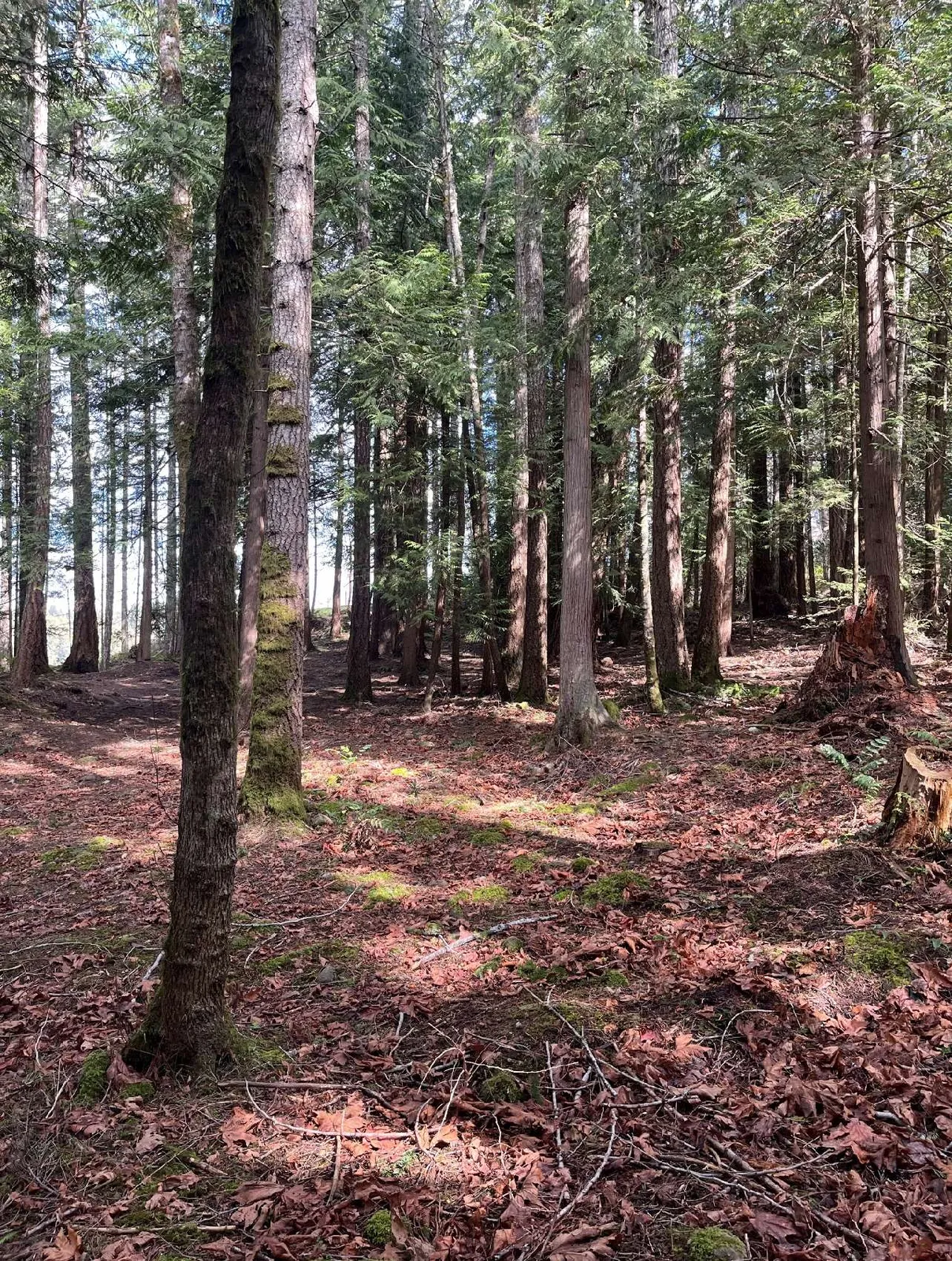 Photo(s) collage showing northern side of property — access and trees (multiple images)