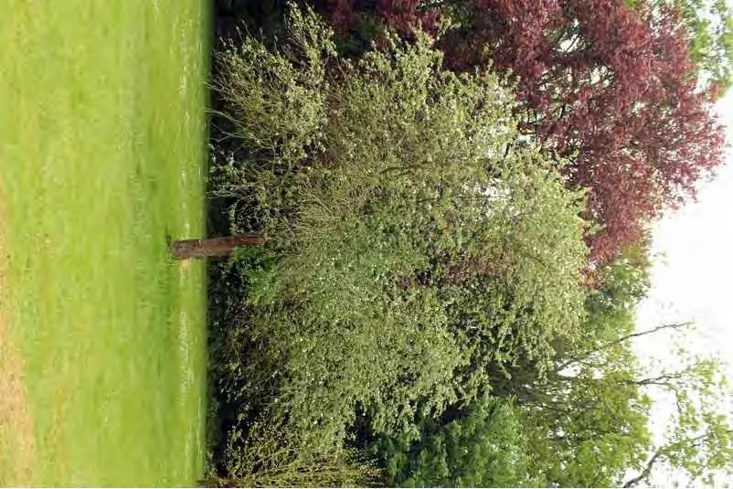 extracted visual asset on page 69