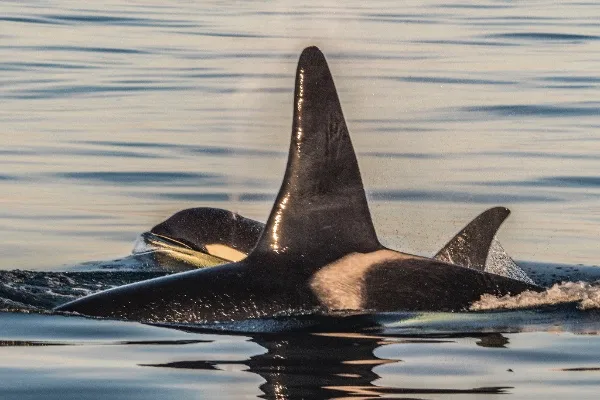 Orcas in the Salish Sea; later, Egg Yolk Jelly Fish. Photos: Cristina Mittermeier, SeaLegacy