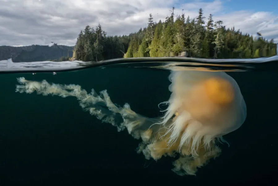 Egg Yolk Jelly Fish photo